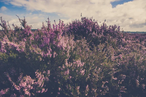Purple flowering heath plants in a moorland — Stock Photo, Image
