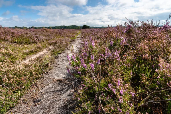 Çiçekli heathlands Hollanda