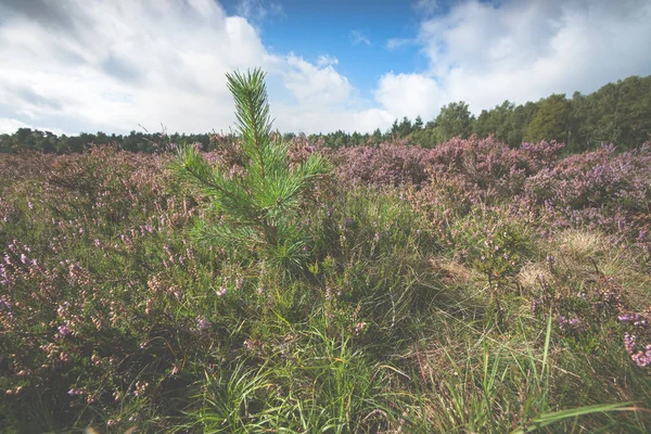 Genç çam ağaçları arasındaki araziler
