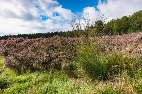 Hierba de ciruela de alto crecimiento entre el brezal púrpura floreciente — Foto de Stock