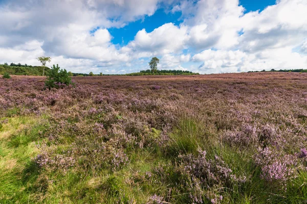 Hierba de ciruela de alto crecimiento entre el brezal púrpura floreciente —  Fotos de Stock