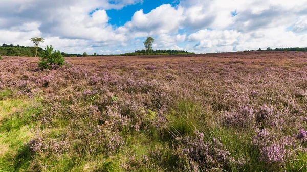 Hierba de ciruela de alto crecimiento entre el brezal púrpura floreciente —  Fotos de Stock