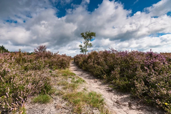 Bloeiende heathlands in Nederland — Stockfoto