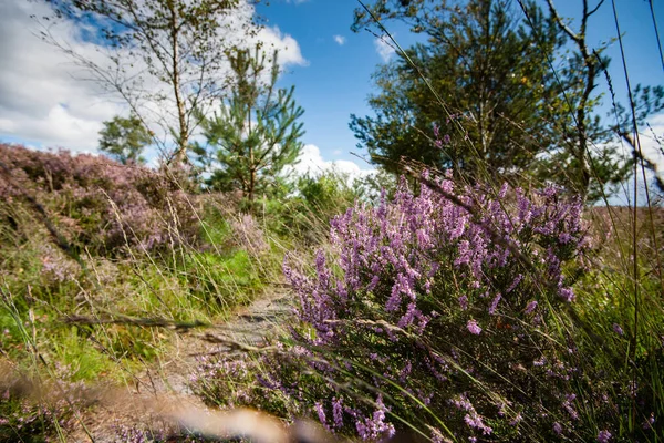 Üzerinden Hollanda'da tam çiçeklenme araziler alanında göster