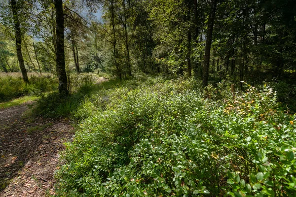 Un arbusto de arándanos que crecen en el bosque — Foto de Stock