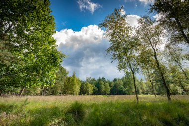 Ağacında, aşağıdan, parlak güneşli sk karşı görülen yeşil yaprakları