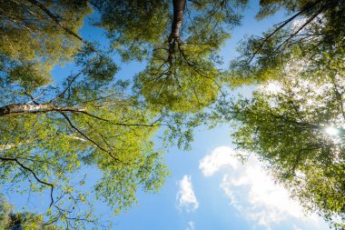 Ağacında, aşağıdan, parlak güneşli sk karşı görülen yeşil yaprakları