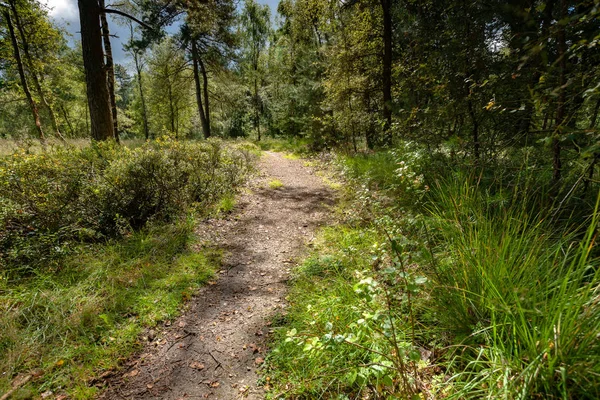 Un arbusto de arándanos que crecen en el bosque — Foto de Stock