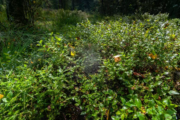 Ormanda büyüyen yaban mersini bir çalı