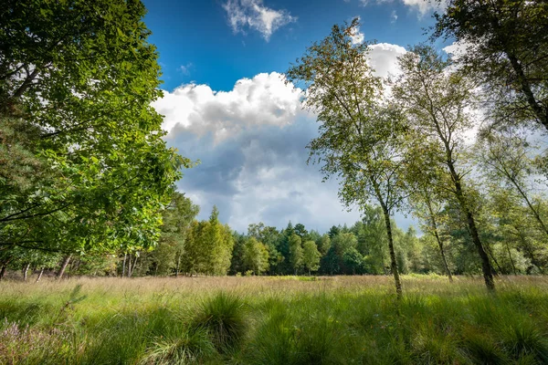 Ağacında, aşağıdan, parlak güneşli sk karşı görülen yeşil yaprakları