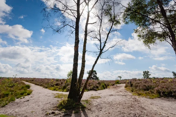 Ağacında, aşağıdan, parlak güneşli sk karşı görülen yeşil yaprakları