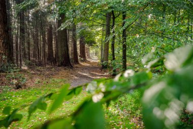 Yüksek veluwe Hollandalı ormanlar ülkede yol.