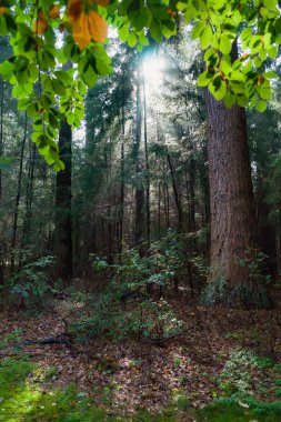 Sihirli derin sisli ormanı güzel güneş ışınları