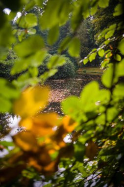 Orman Gölü. Hint yaz 