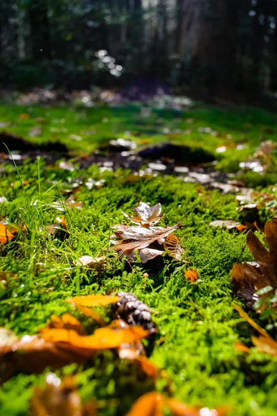 Bright carpet of autumn leaves. — Stock Photo, Image