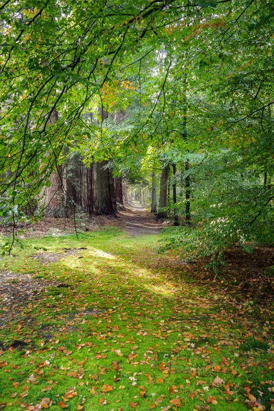 オランダの森林高 veluwe の田舎道. — ストック写真