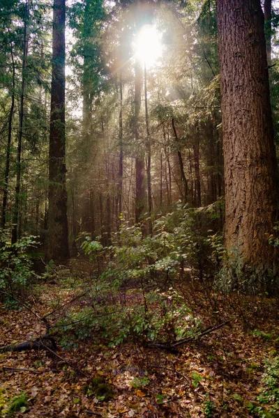 Vackra solstrålar genom den magiska djupt dimmigt skogen — Stockfoto