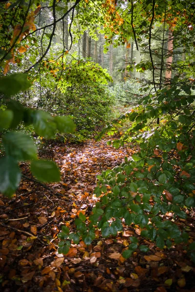 Hösten-liknande promenad genom skogen med buskar och träd. — Stockfoto