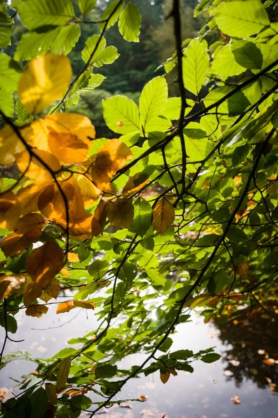 Romantický podzimní fotografie s výhledem na vodu tím podzimní větve — Stock fotografie