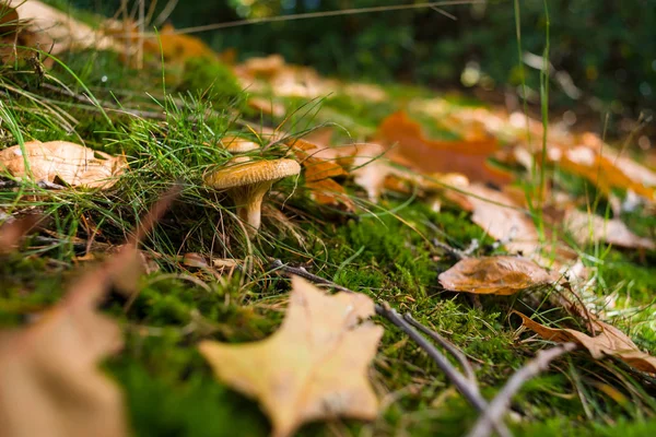 秋の森の葉で単一菌 — ストック写真