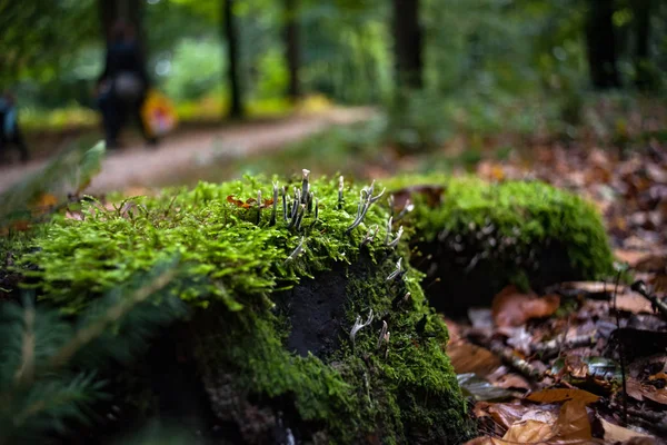 Castiçal de vela minúsculo miniatura Snuff corpos de fruta fungo — Fotografia de Stock