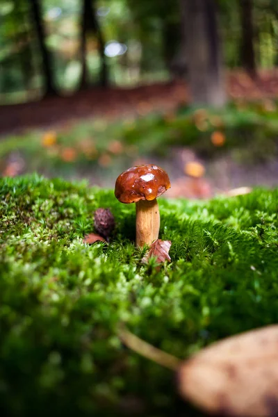 Primer plano de un pequeño hongo marrón rodeado de musgo verde —  Fotos de Stock