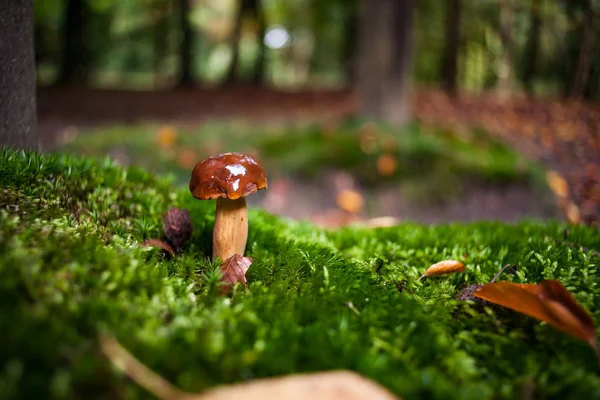 Närbild av en liten brun champinjon omgiven av grön mossa — Stockfoto