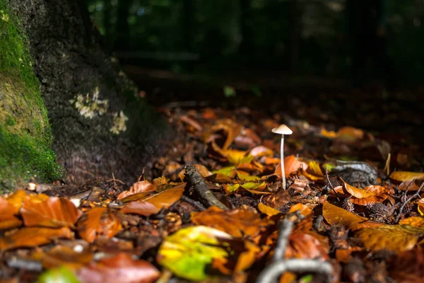 Les feuilles d'automne tombent sur les champignons forestiers à la belle lumière du soleil — Photo