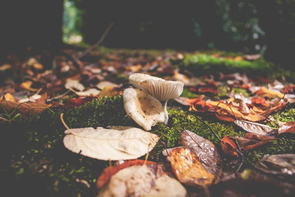 Tabouret de crapaud champignon à capuchon blanc près de la forêt — Photo