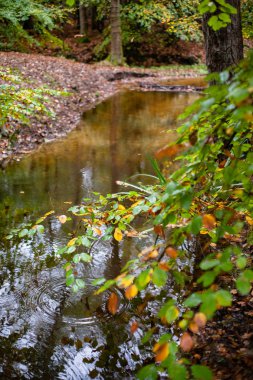 Sonbahar nehirde parlak orman. 