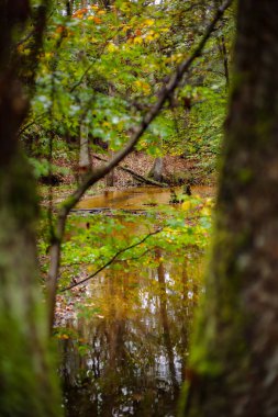 Sonbahar nehirde parlak orman. 