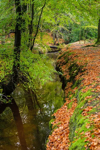 秋に明るい森川. — ストック写真