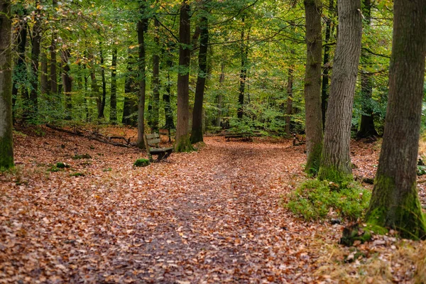 Scena fogliare in una foresta autunnale con vari dettagli . — Foto Stock