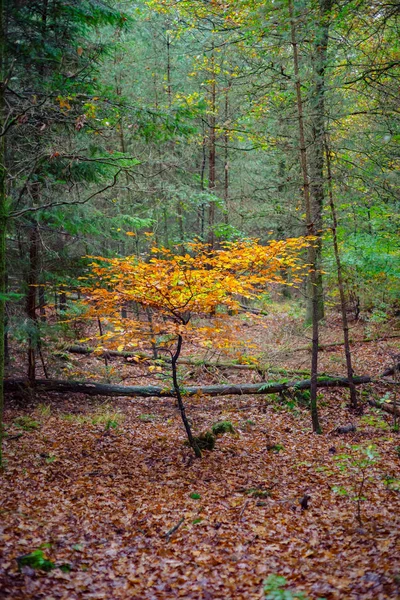 Scène de feuillage dans une forêt d'automne avec divers détails . — Photo