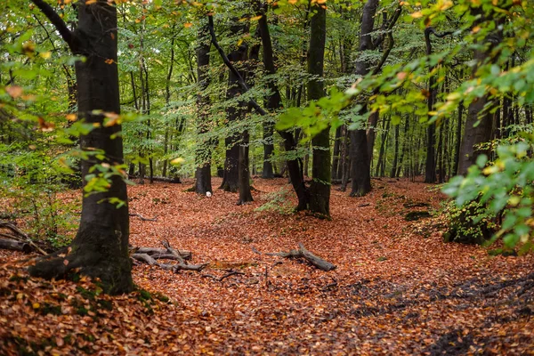 Escena de follaje en un bosque otoñal con varios detalles . —  Fotos de Stock