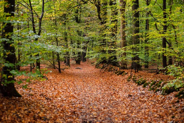在一个秋天的树林与各种细节的树叶场景. — 图库照片
