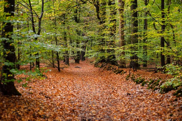 Laubszene im herbstlichen Wald mit verschiedenen Details. — Stockfoto