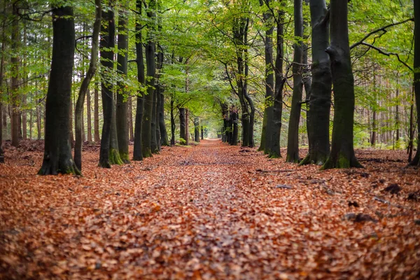 Çeşitli detayları ile sonbahar bir ormandaki yeşillik sahne. — Stok fotoğraf