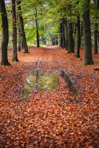 Escena de follaje en un bosque otoñal con varios detalles . —  Fotos de Stock