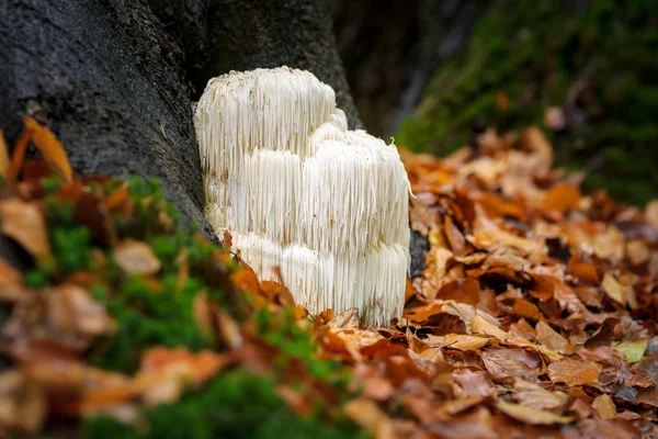 Rare Lion\'s mane mushroom in a Dutch forest