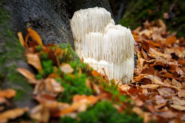 Cogumelo de crina do Leão Raro numa floresta holandesa — Fotografia de Stock