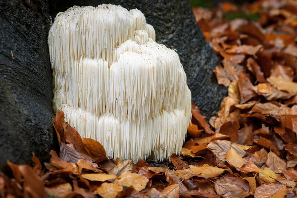 Rare Lion\'s mane mushroom in a Dutch forest