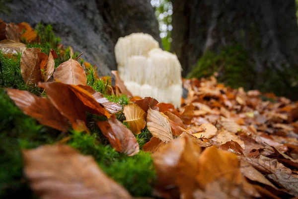 Rzadkie Lwia grzywa grzyb w lesie holenderski — Zdjęcie stockowe