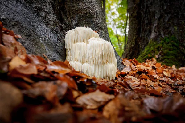 Champiñón de crin de león raro en un bosque holandés — Foto de Stock