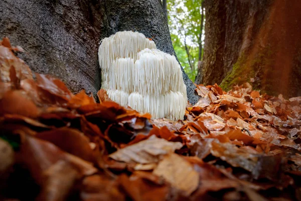 Rare Lion\'s mane mushroom in a Dutch forest