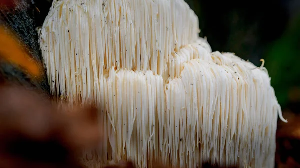 Rare Lion's mane mushroom in a Dutch forest — Stock Photo, Image