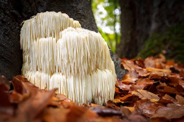 Rare Lion\'s mane mushroom in a Dutch forest