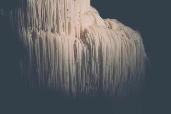 Rare Lion's mane mushroom in a Dutch forest — Stock Photo, Image