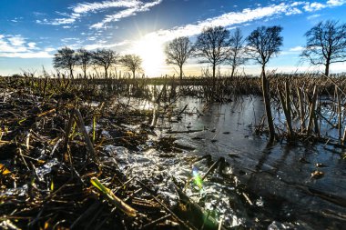 Şaşırtıcı düşük açılı görünümü veya reed bitki paddy alan güneş ile kesmek