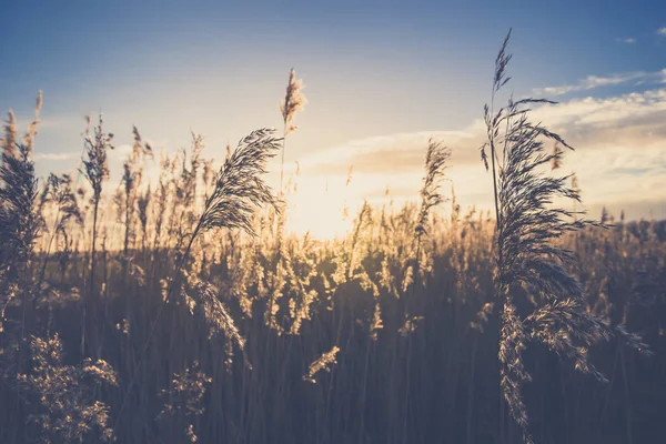 Akşam ışığı Reed tüyleri sallayarak
